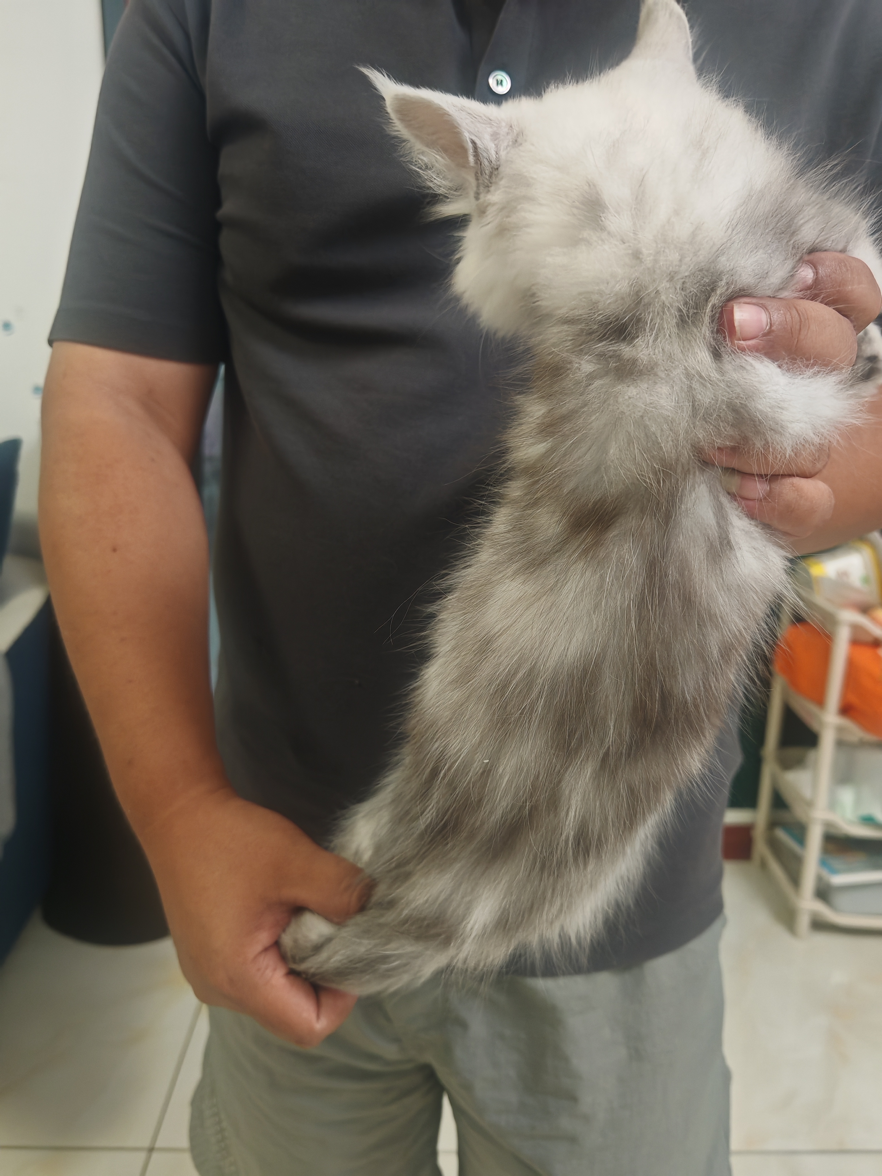 缅因猫